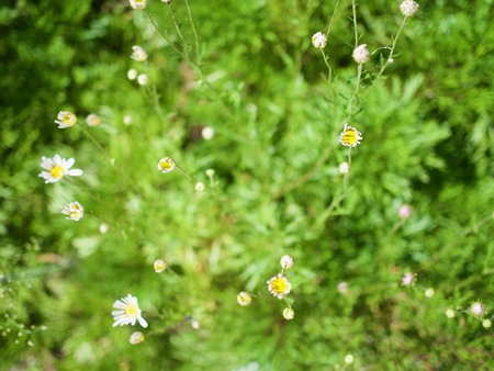 Autumn flowers, Wildflowerの写真素材