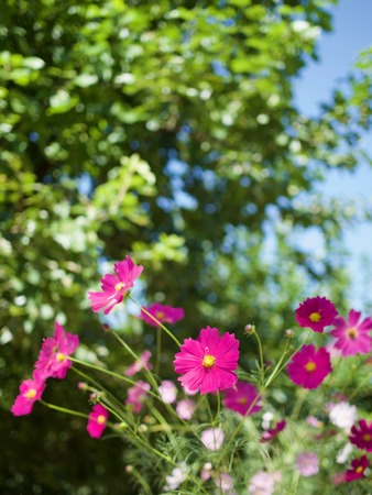 Autumn Flowers Cosmosの写真素材