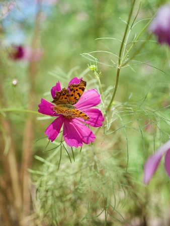 Autumn Flowers Cosmosの写真素材