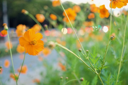 Autumn Flowers Cosmosの写真素材