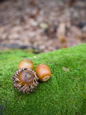Acorns growing up in the Korean woodsの写真素材