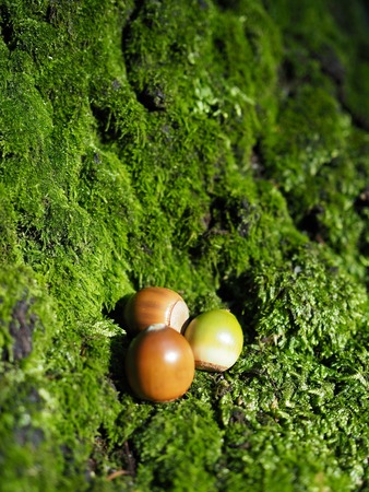 Acorns growing up in the Korean woodsの写真素材