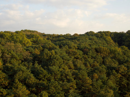 Korean Autumn Forest