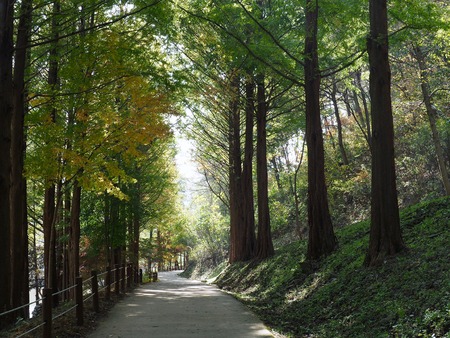 South korea Chongju City Mindongsan Arboretum Autumn Roadの写真素材