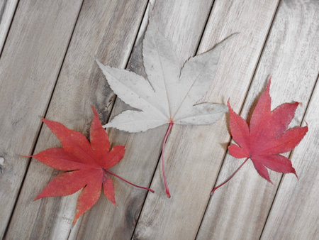 October maple leaves, abstract expression