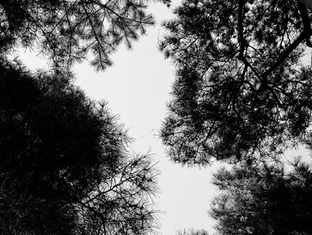 Korean pine, Pine, black and white photoの写真素材