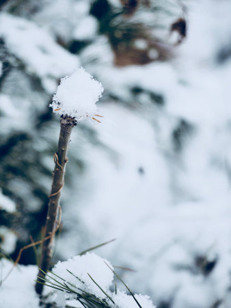 South Korea's snowy mountains Snow flakes, winter treesの写真素材