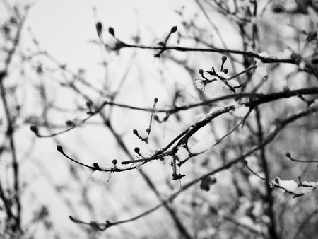 South Korea's snowy mountains Snow flakes, winter treesの写真素材