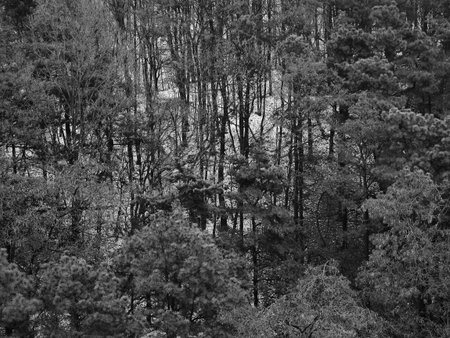 Mountain, forest, black and white photo of Korea