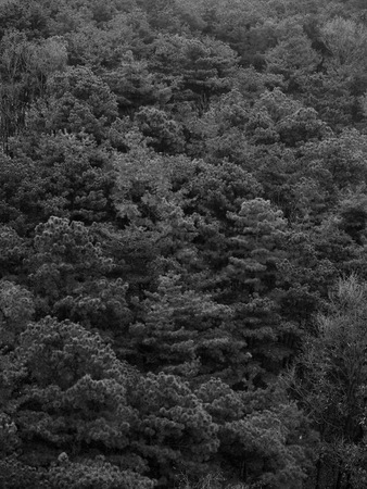 Mountain, forest, black and white photo of Koreaの写真素材
