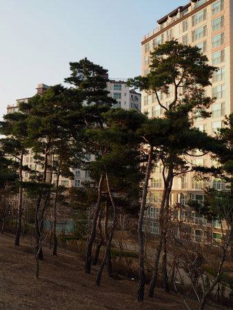 Pine trees and apartments in Cheongju city, Koreaの写真素材