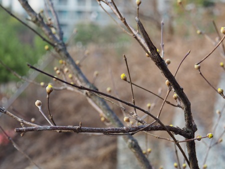 The buds of the spring of Marchの写真素材