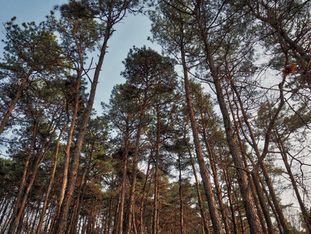 Pine Tree of Korea