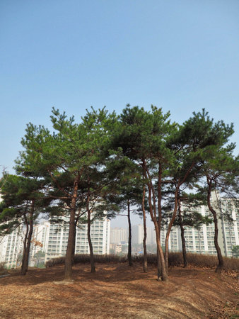 Pine Tree of Koreaの写真素材