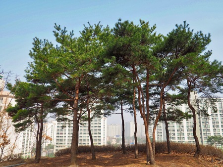 Pine Tree of Koreaの写真素材