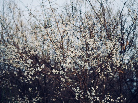 Cherry blossom landscape in Cheongju city, South Koreaの写真素材