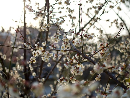 Cherry blossom landscape in Cheongju city, South Koreaの写真素材
