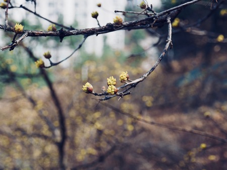 The buds of the spring of Marchの写真素材