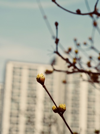 The buds of the spring of Marchの写真素材