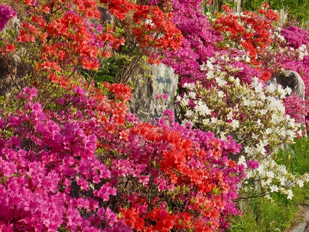 Azalea Flower Field in Koreaの写真素材