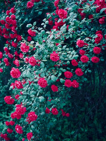 Red roses of May of Korea Cheongju cityの写真素材