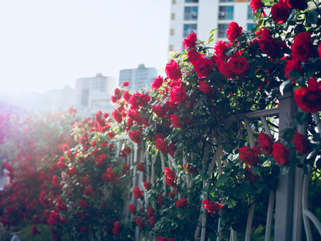 Red roses of May of Korea Cheongju city