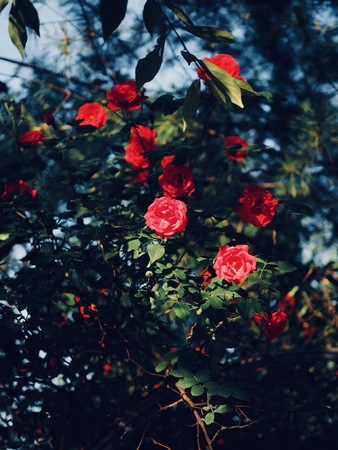 Red roses of May of Korea Cheongju cityの写真素材