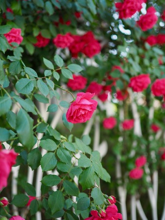Red roses of May of Korea Cheongju cityの写真素材