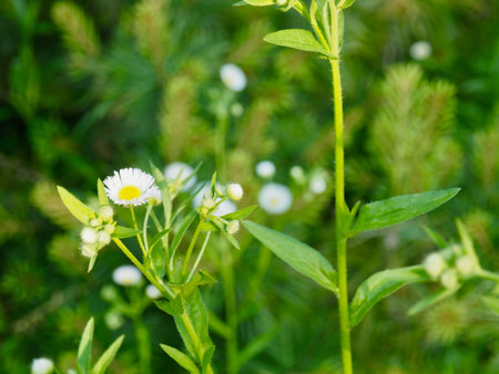 A white dandelion landscape of Cheongju, Korea