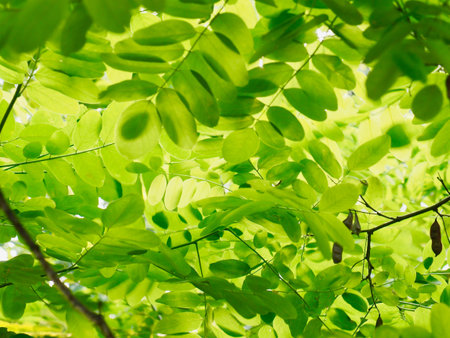 Fresh green leaf of Korea