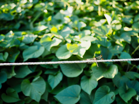Korean Dragonfly on grass