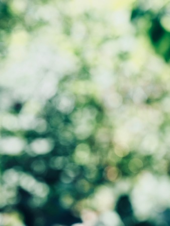 Leaf bokeh in the forest, missed focusの写真素材