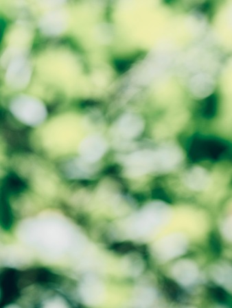 Leaf bokeh in the forest, missed focusの写真素材