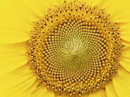 Korea's sunflower flower landscapeの写真素材