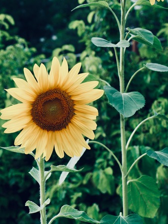 Korea's sunflower flower landscapeの写真素材