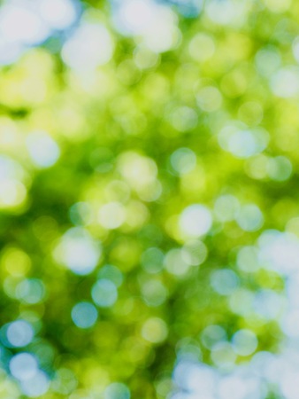 Leaf bokeh in the forest, missed focusの写真素材