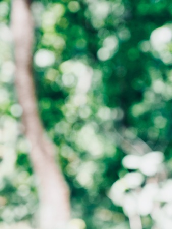 Leaf bokeh in the forest, missed focusの写真素材