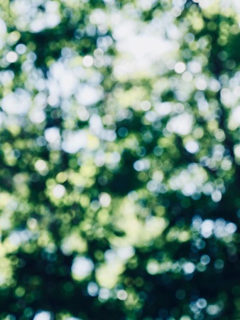 Leaf bokeh in the forest, missed focusの写真素材