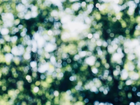 Leaf bokeh in the forest, missed focusの写真素材