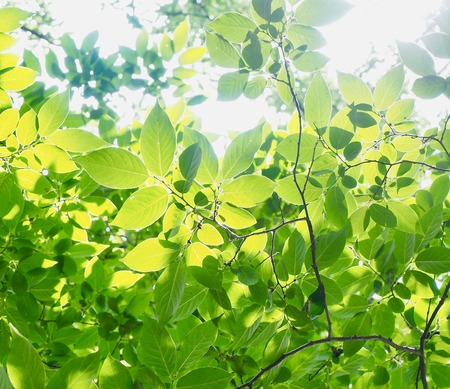 Fresh green leaf of Koreaの写真素材