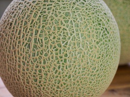 Fresh fruit melonの写真素材