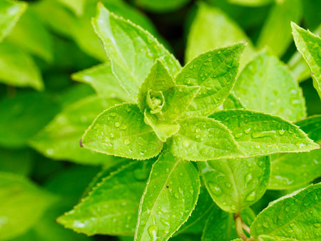 Leaves and water dropletsの写真素材