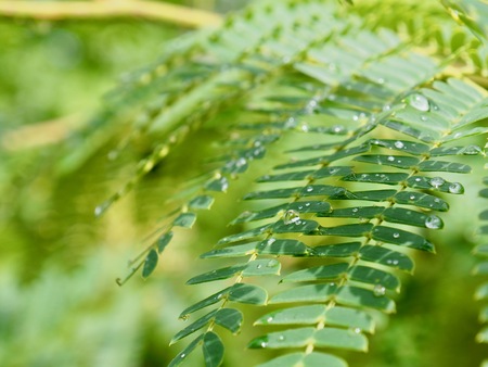 Leaves and water dropletsの写真素材
