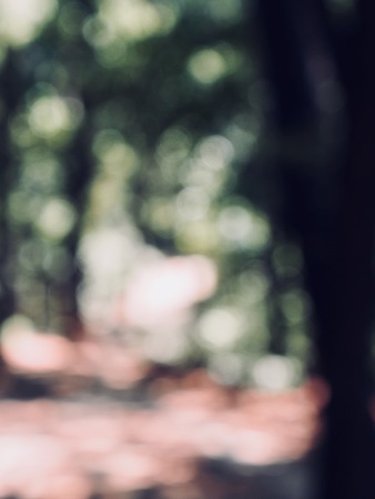 Leaf bokeh in the forest, missed focusの写真素材