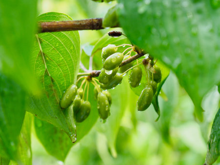 Leaves and water droplets