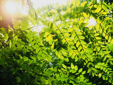 Fresh green leaf of Koreaの写真素材