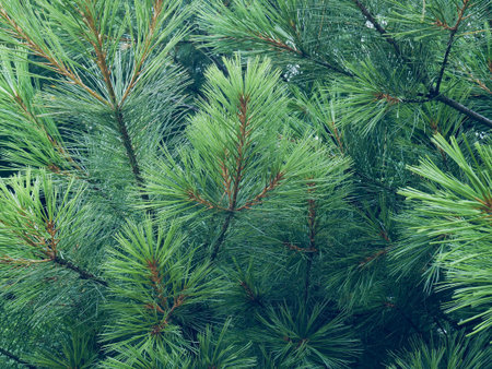 Korea's pine needle landscape