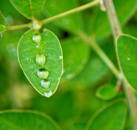Leaves and water dropletsの写真素材
