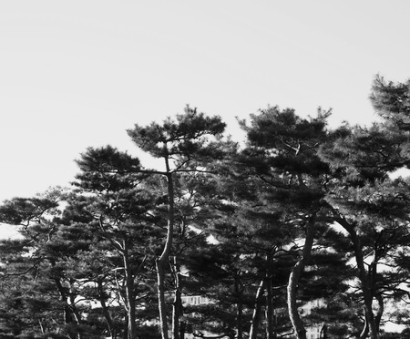 Korea's pine landscape, black and white photoの写真素材