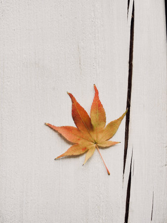 October maple leaves, abstract expression